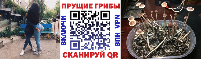 Псилоцибиновые грибы прущие грибы  Гаджиево 